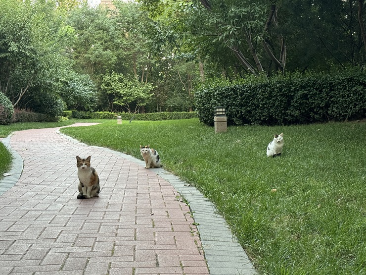 王冠壹北京亦庄实验小学二年级3班《流浪猫》.jpg